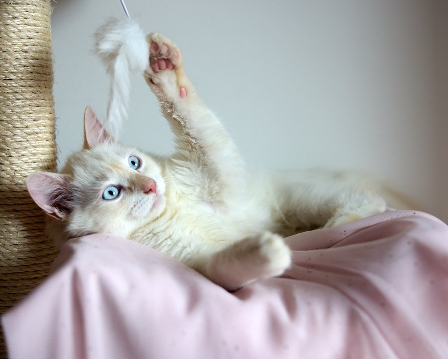 Felis